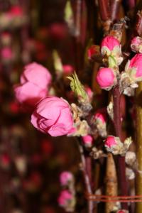 桃の花｜「プチフローラ」　（東京都武蔵野市の花キューピット加盟店 花屋）のブログ