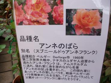 アンネのばら｜「プチフローラ」　（東京都武蔵野市の花キューピット加盟店 花屋）のブログ