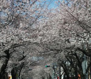 さくら祭り｜「プチフローラ」　（東京都武蔵野市の花キューピット加盟店 花屋）のブログ