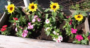 花壇の植えかえ｜「プチフローラ」　（東京都武蔵野市の花キューピット加盟店 花屋）のブログ