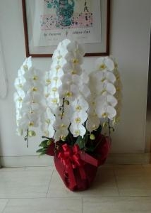 9月に入ると｜「プチフローラ」　（東京都武蔵野市の花キューピット加盟店 花屋）のブログ
